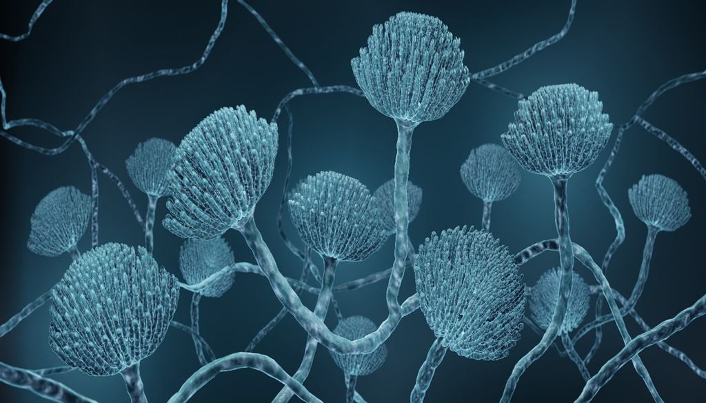 O fungo Aspergillus niger conseguiu crescer utilizando biomassa produzida por cianobactérias e minerais semelhantes aos da Lua e de Marte. Imagem: Adobe Stock