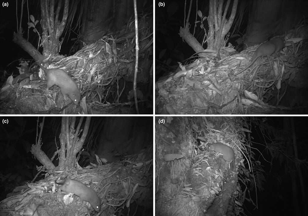 rato gigante raro nova zelândia