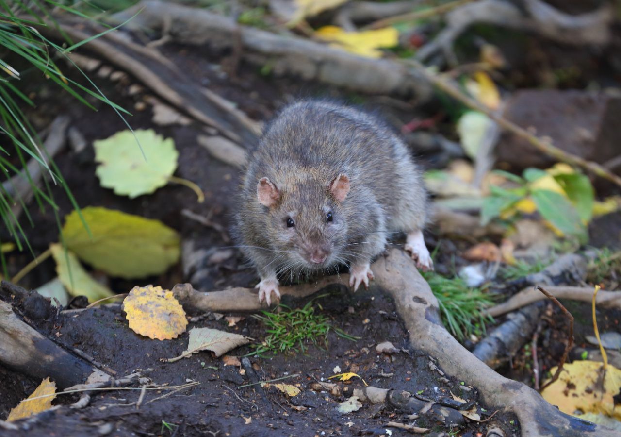 rato gigante na rua