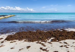 Uma floresta invisível de algas prospera à medida que o oceano aquece