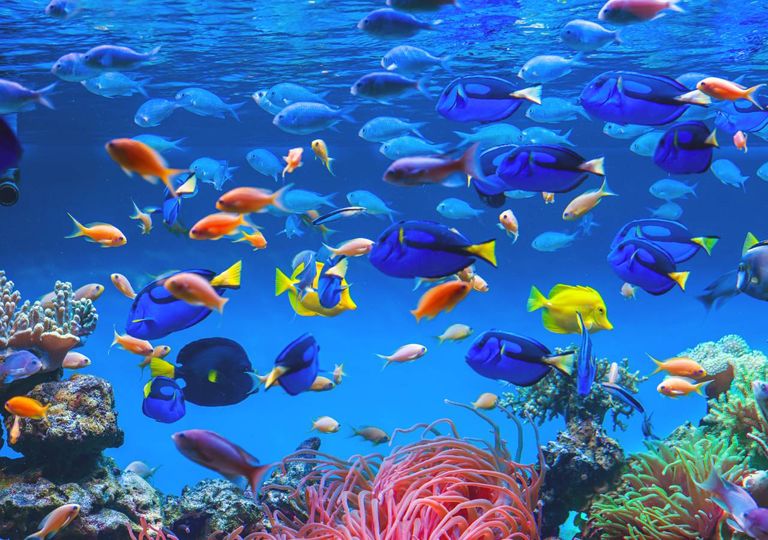 peixes cardume oceanos vida marinha clima tempo atmosfera peixes cardume oceanos vida marinha clima tempo atmosfera