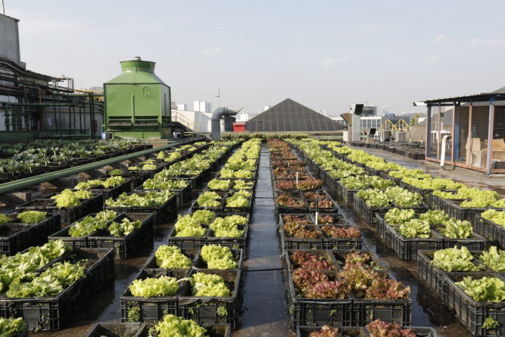 Sustentabilidade, hortas urbanas