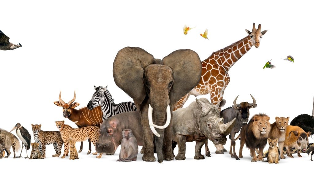 A respiração por aspiração costal foi uma inovação evolutiva fundamental para a conquista do meio terrestre pelos amniotas.