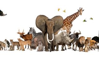 Uma nova descoberta revela quais foram os primeiros animais terrestres a desenvolver sistemas respirat&oacute;rios