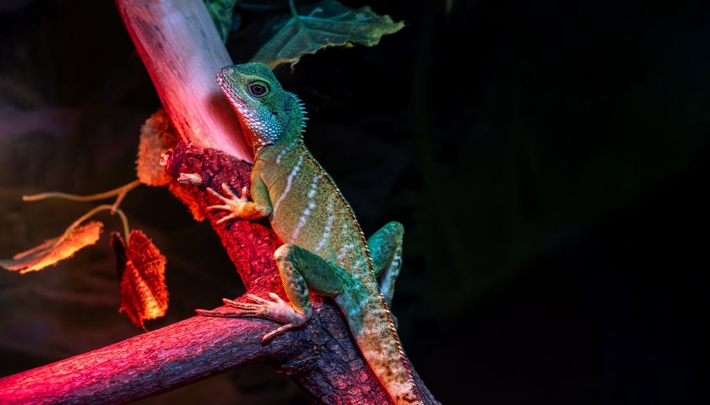 O bom estado de conservação do Captorhinus aguti permitiu aos cientistas observarem esta evolução do trato respiratório de forma clara.