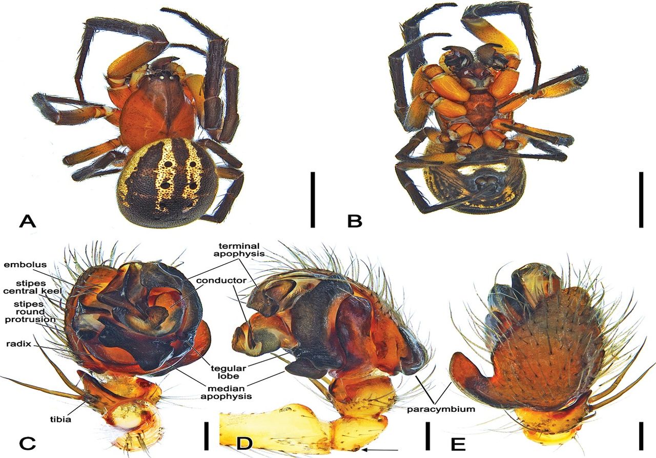 The Venom Spider: new genus named after Tom Hardy's Marvel character