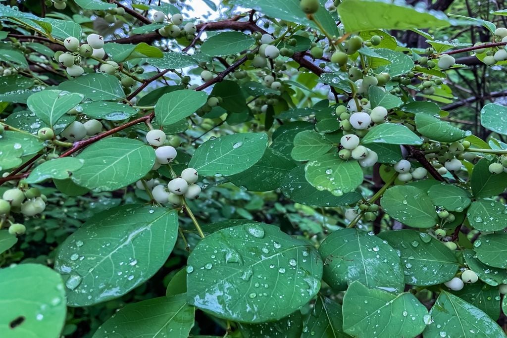 Planta usa gene semelhante ao de bactérias para produzir composto com potencial medicinal.