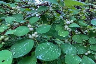 Uma planta com gene de bact&eacute;ria: o segredo por tr&aacute;s de um composto medicinal