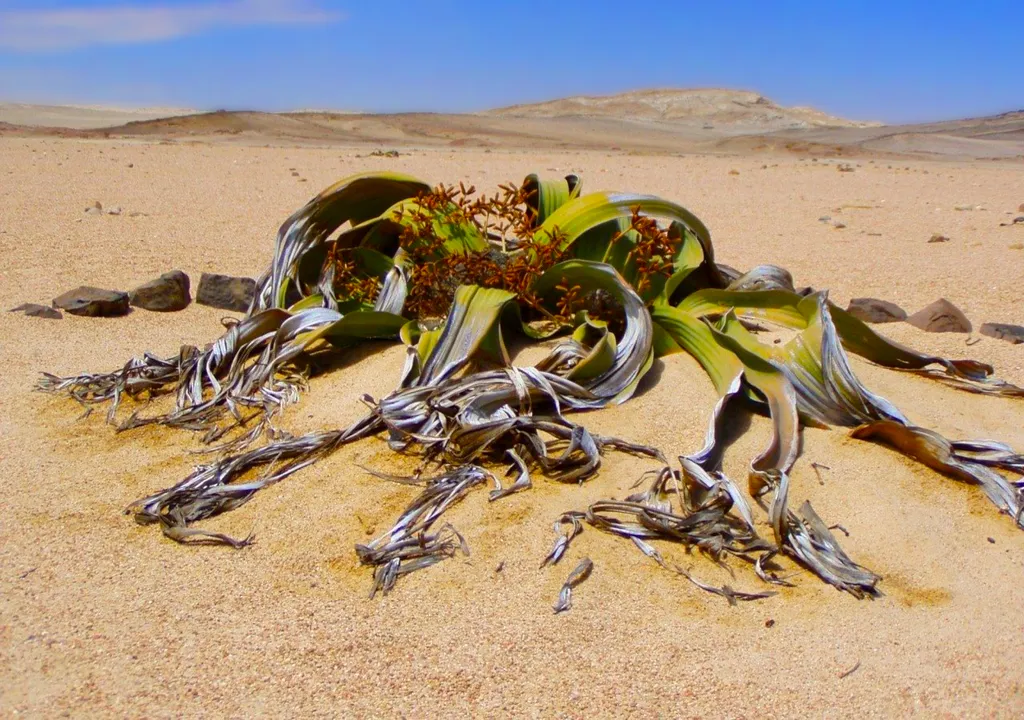 Welwitschia planta inmortal