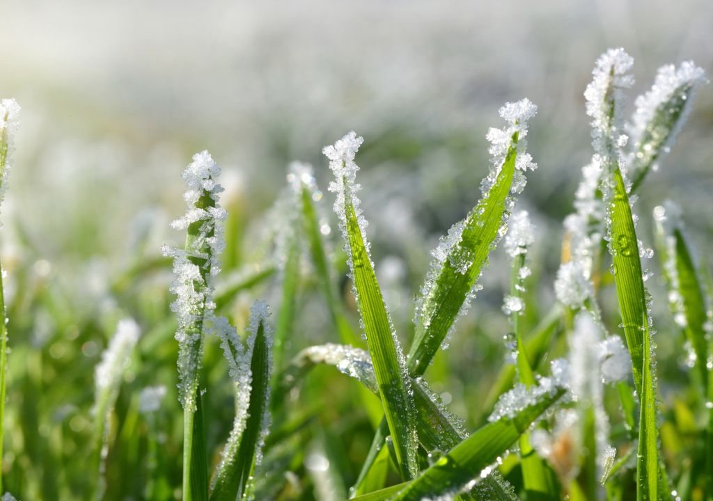 Fotografia de mato com ocorrência de geada.