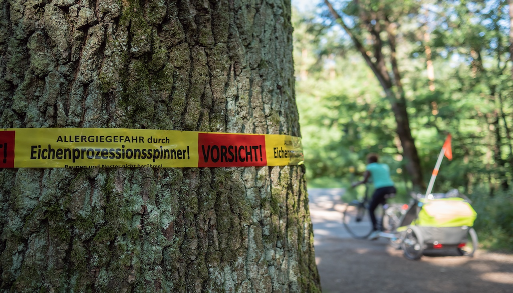 Die giftigen Brennhaare gelten als ein Gesundheitsrisiko, dass in der Bevölkerung oft unterschätzt wird.