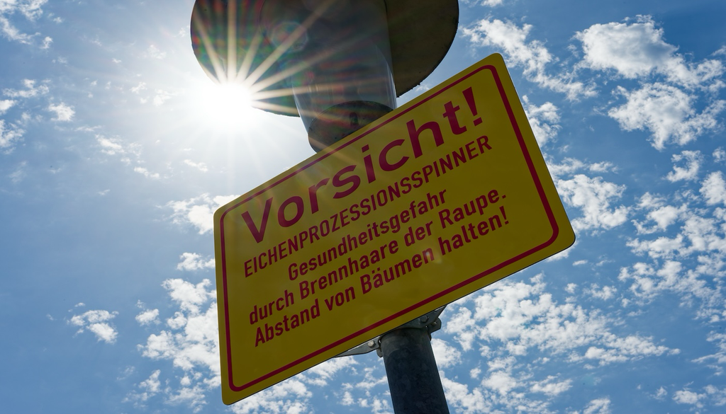 Die Behörden überwachen das Auftreten des Eichenprozessionsspinners, sperren bei Bedarf betroffene Gebiete ab und veranlassen gezielte Bekämpfungsmaßnahmen wie das Entfernen der Nester oder den Einsatz biologischer Mittel.