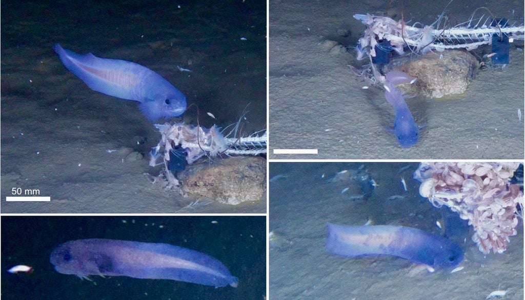 Pez caracol Paraliparis selti encontrado en la fosa de Atacama. Crédito: Wikimedia Commons.