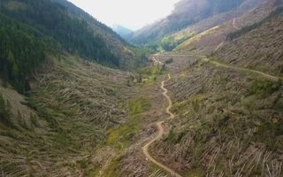 Un anno fa Vaia: l’insostenibile peso degli alberi caduti