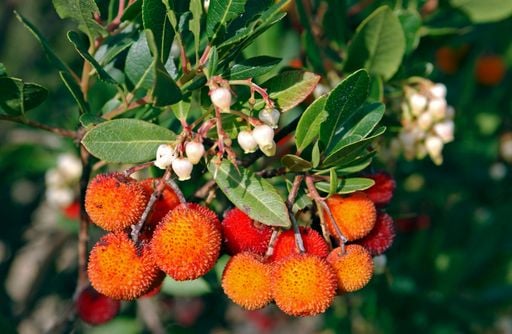 Un &aacute;rbol con dos estaciones a la vez: el madro&ntilde;o florece mientras maduran sus frutos