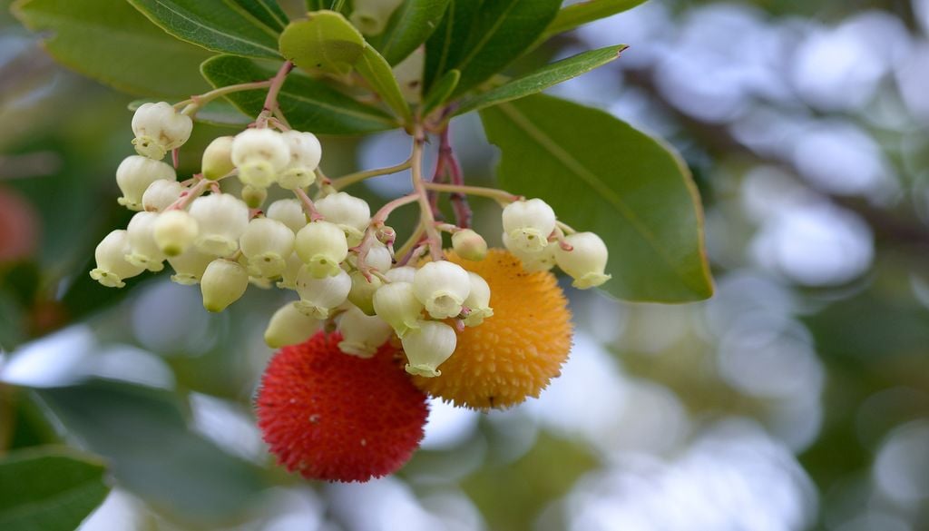 Flores y frutos coinciden dentro de un maravilloso ciclo de cultivo.