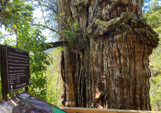 Un árbol que habita en el sur de Chile podría ser el más antiguo del mundo