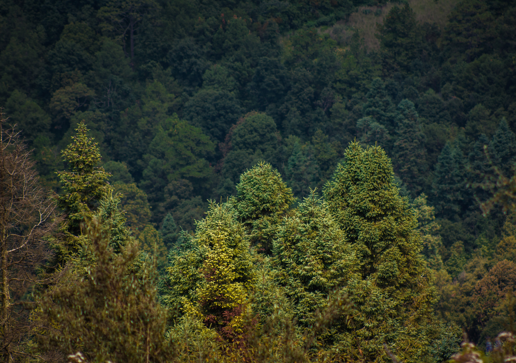 El oyamel puede vivir más de 300 años en condiciones naturales de bosque templado.