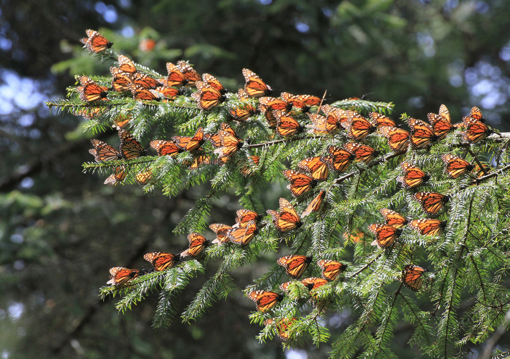 Los bosques de oyamel crean microclimas térmicos estables, que permiten que millones de mariposas sobrevivan al invierno sin congelarse ni deshidratarse.