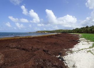 Un gigantesco banco de algas de 8000 km se dirige hacia el Caribe y Florida
