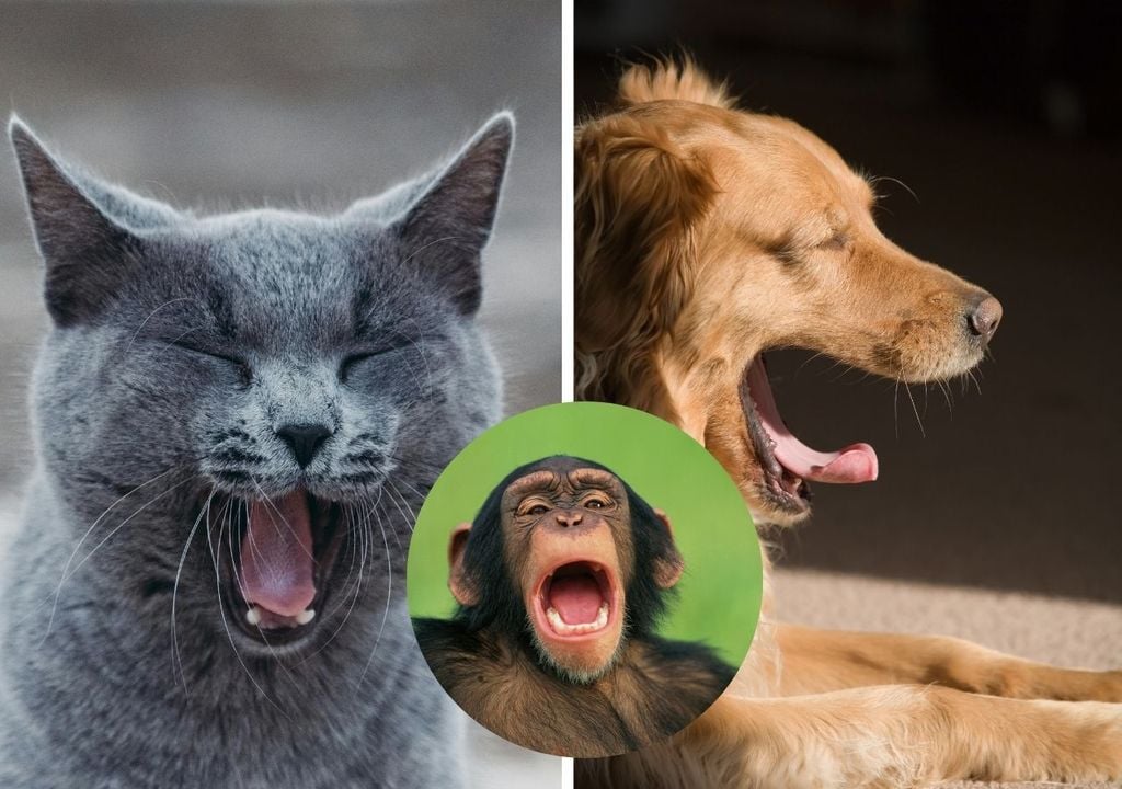 Los bostezos en animales, particularmente en chimpancés, se asocian a un comportamiento social sincrónico.