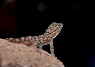 El cazador en serie de mosquitos y otros insectos en verano, descubre al pequeño gecko