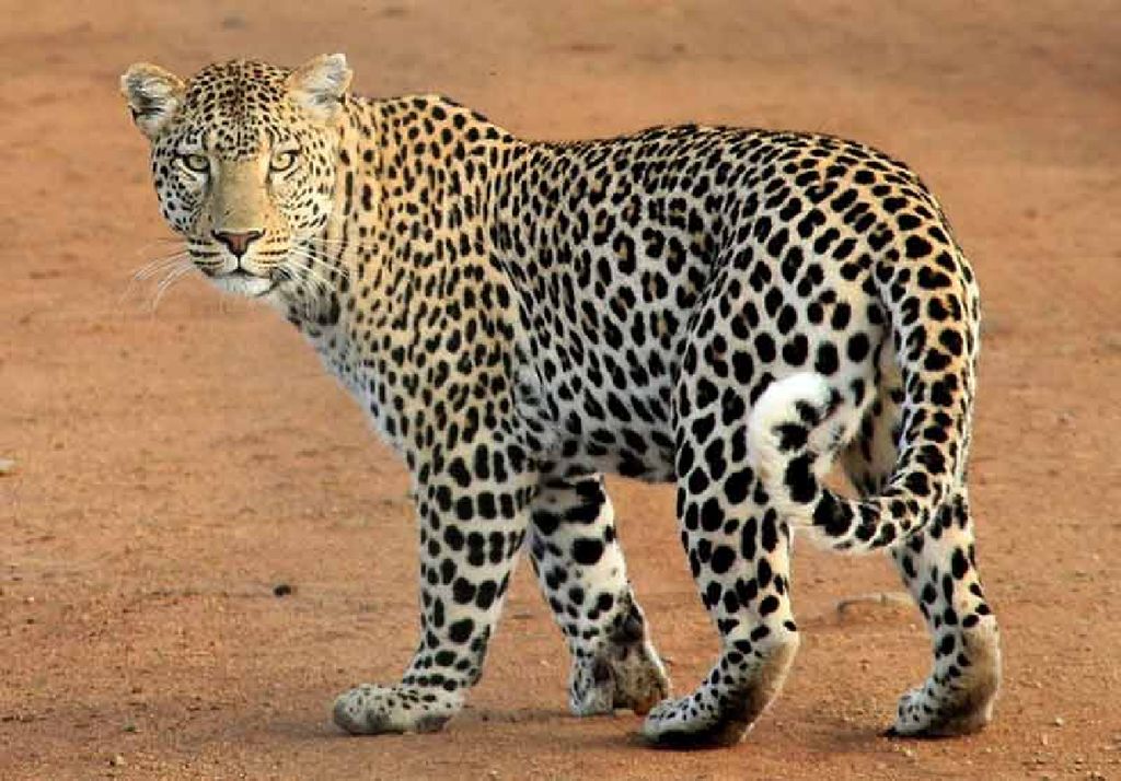 Leopardo
