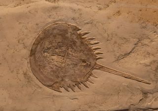 Un cangrejo en la Antártida: la pista fósil que conecta océanos y continentes 