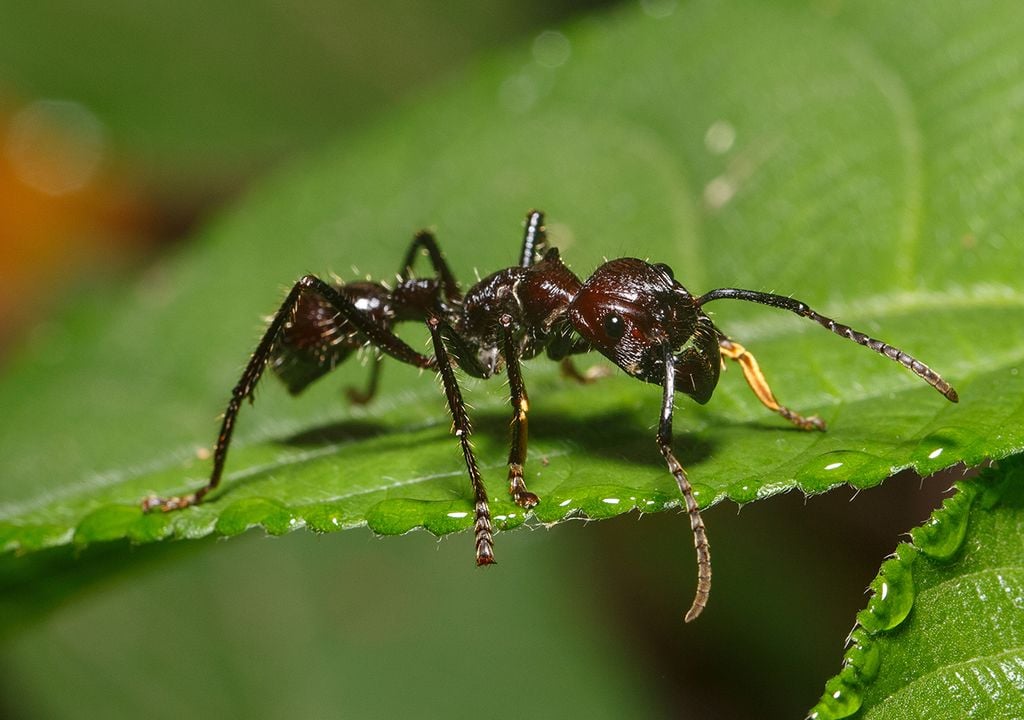 Hormiga bala La hormiga bala, u "hormiga de las 24", es una hormiga de entre 2 y 3 cm de longitud que habita la selva amazónica y produce el dolor más fuerte y persistente del planeta.