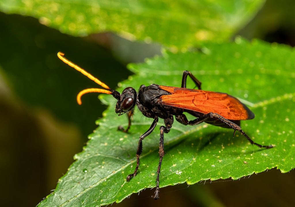 avispa halcón tarántula La avispa halcón tarántula (Pepsis), es el insecto que produce el dolor más intenso en un corto período: 5 minutos de agonía