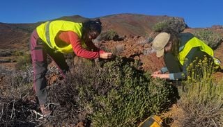 El proyecto Rebeca revela nuevos detalles del congelador nocturno permanente en las Ca&ntilde;adas del Teide