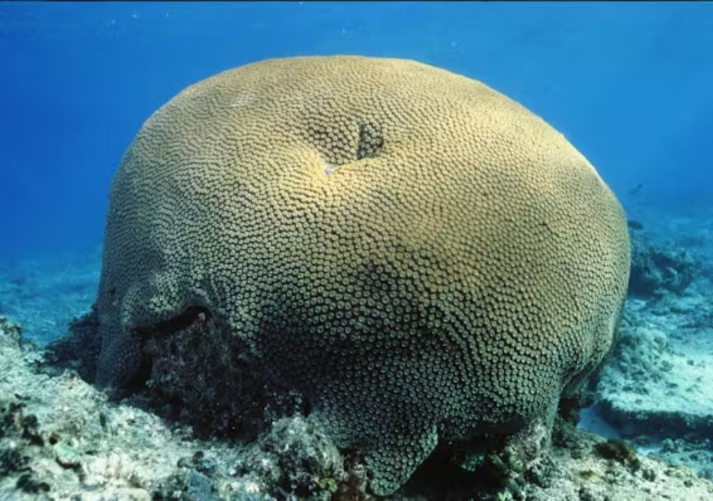 coral Diploastrea heliopora