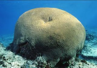 Un coral de Fiyi de 600 años brinda el registro más extenso de temperaturas en océanos tropicales: esto ha revelado