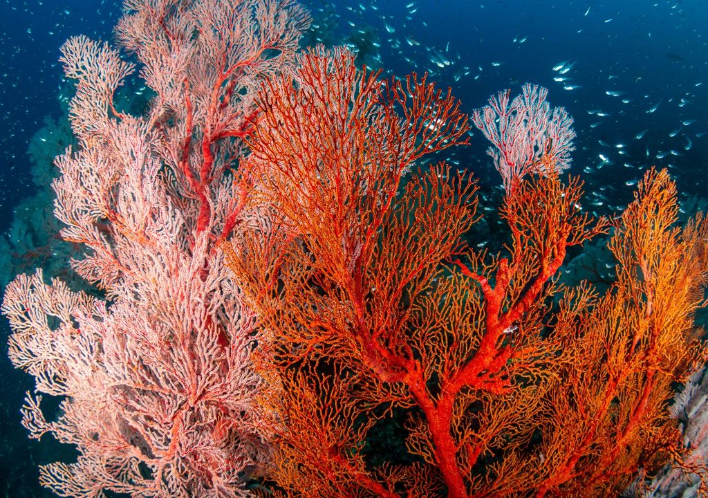 Corales cambio climático temperaturas Fiyi
