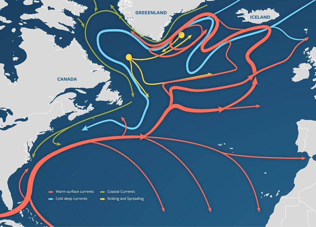 La AMOC impulsa las aguas superficiales cálidas desde la costa hacia las regiones de altas latitudes. Allí, el agua se encuentra con fuertes vientos y bajas temperaturas del aire, lo que provoca que se enfríe y se vuelva más densa. Esta agua fría y densa se hunde en las profundidades del océano y luego es transportada de regreso hacia el sur, creando un circuito similar a una cinta transportadora. Ilustración de Eric S. Taylor, © Institución Oceanográfica Woods Hole