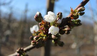 &iquest;Un "El Ni&ntilde;o atrasado"? Las lluvias de primavera que pueden afectar a los huertos frutales en Chile