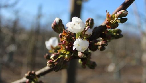 &iquest;Un "El Ni&ntilde;o atrasado"? Las lluvias de primavera que pueden afectar a los huertos frutales en Chile