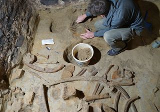 Un enólogo que renovaba una bodega creyó que había encontrado madera antigua…¡pero eran huesos de 40.000 años!