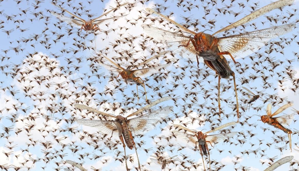 Insectos Hasta la fecha, los científicos han descrito alrededor de 1,2 millones de especies de insectos.