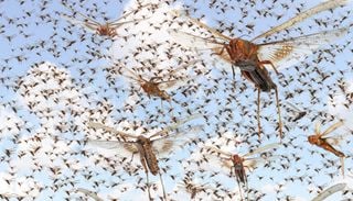"Un error de c&aacute;lculo enorme": el nuevo estudio que triplica el n&uacute;mero de especies de insectos del planeta