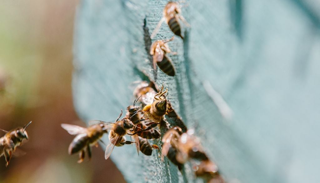 Insectos En los últimos años, distintos estudios alertaron sobre una disminución acelerada de las poblaciones de insectos en muchas regiones del mundo.