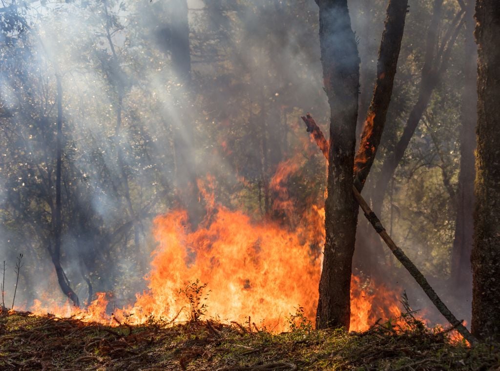 Incendio forestal con un bosque en llamas Incendio forestal con un bosque en llamas
