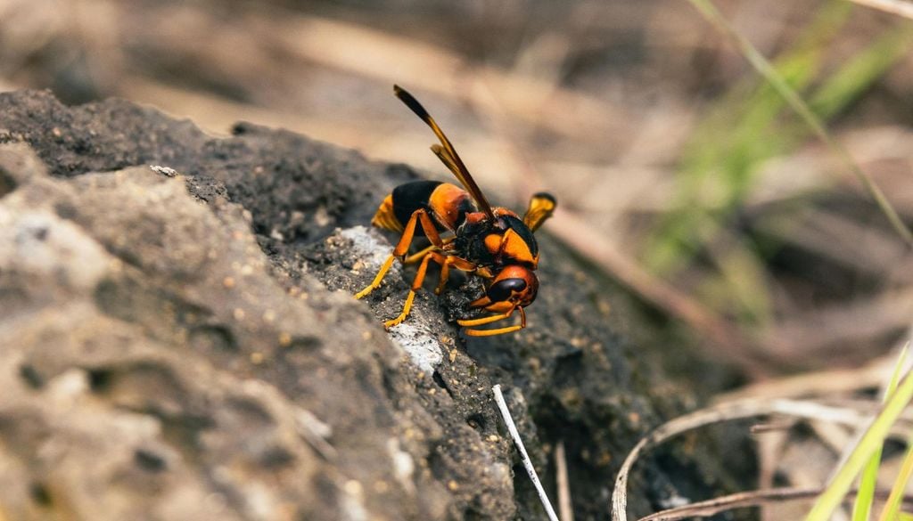 Avispa asiática La población europea de Vespa velutina no destaca por presentar una agresividad superior a la de otras especies