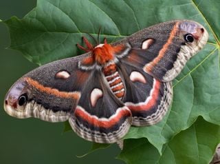 Unos zoólogos de la Universidad de Tel Aviv revelan que algunos insectos y mamíferos reaccionan a los sonidos de plantas