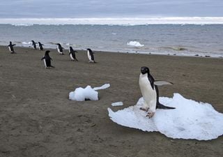 Unos científicos en Nature: el guano de los pingüinos podria ser clave para reducir los impactos del cambio climático