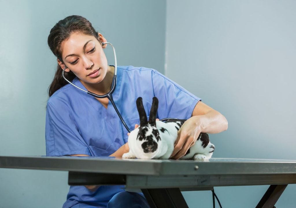 Veterinaria con un conejo