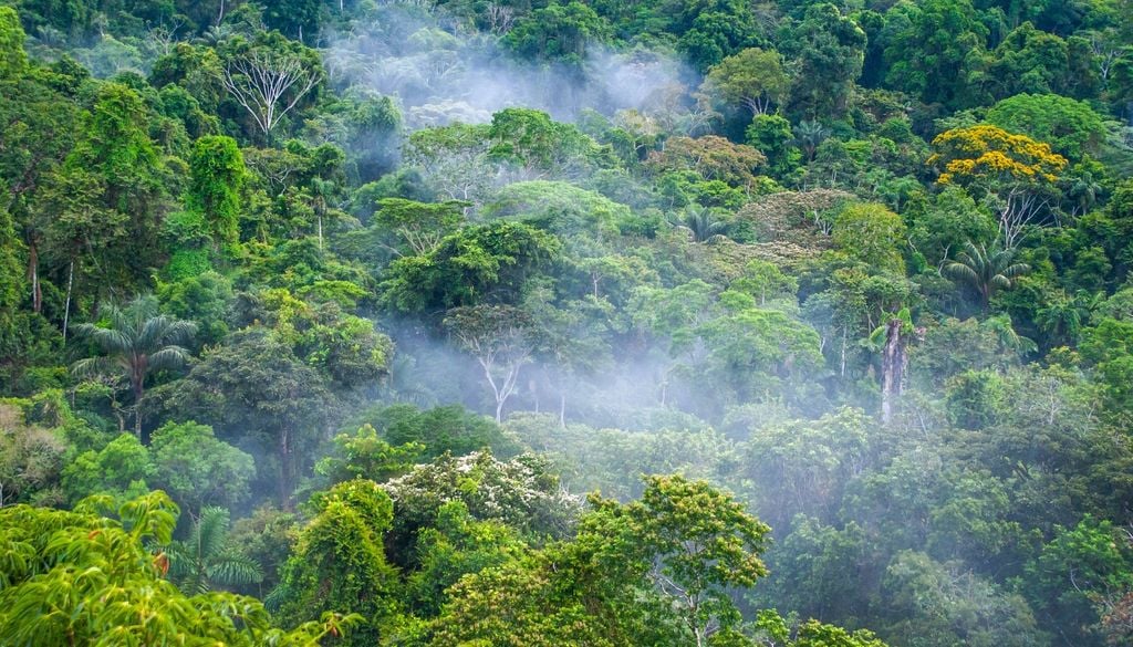 En los bosques templados y mediterráneos el calor extra empieza a jugar en contra porque viene de la mano de menos agua disponible.
