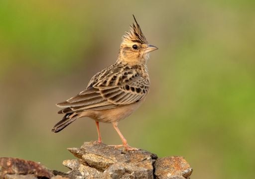 Unos científicos de la UAM revelan que una de cada cuatro aves esteparias en España está infestada por garrapatas