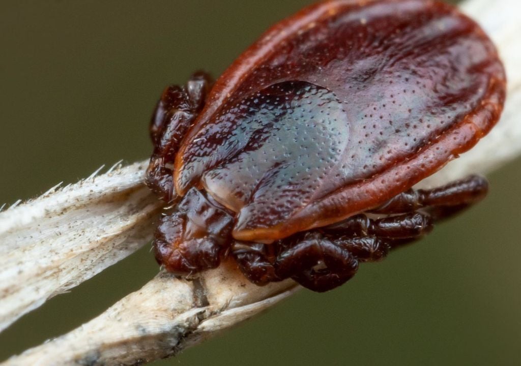 Garrapata Garrapata