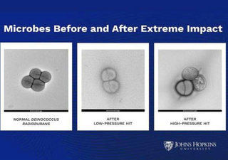 Un estudio sobre microbios respalda la idea de que la vida se pudo desplazar entre planetas en condiciones extremas